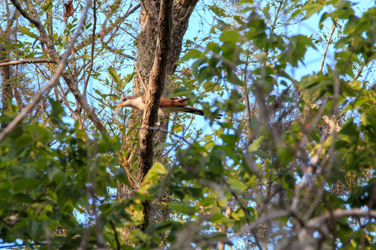 Yellow-billed Cuckoo - ML620247766