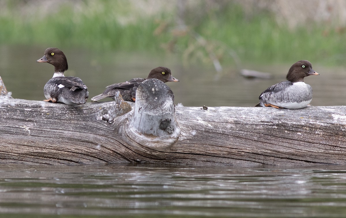 Barrow's Goldeneye - ML620247768