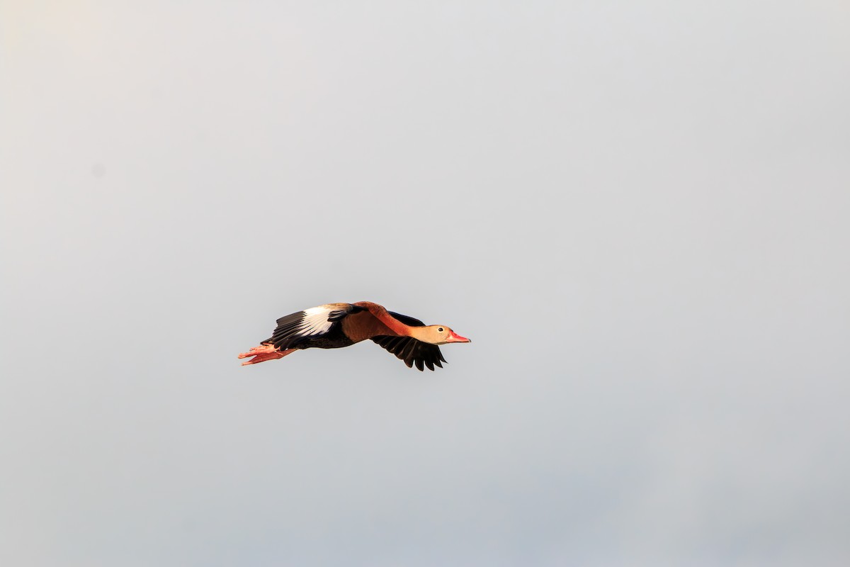 Black-bellied Whistling-Duck - ML620247776