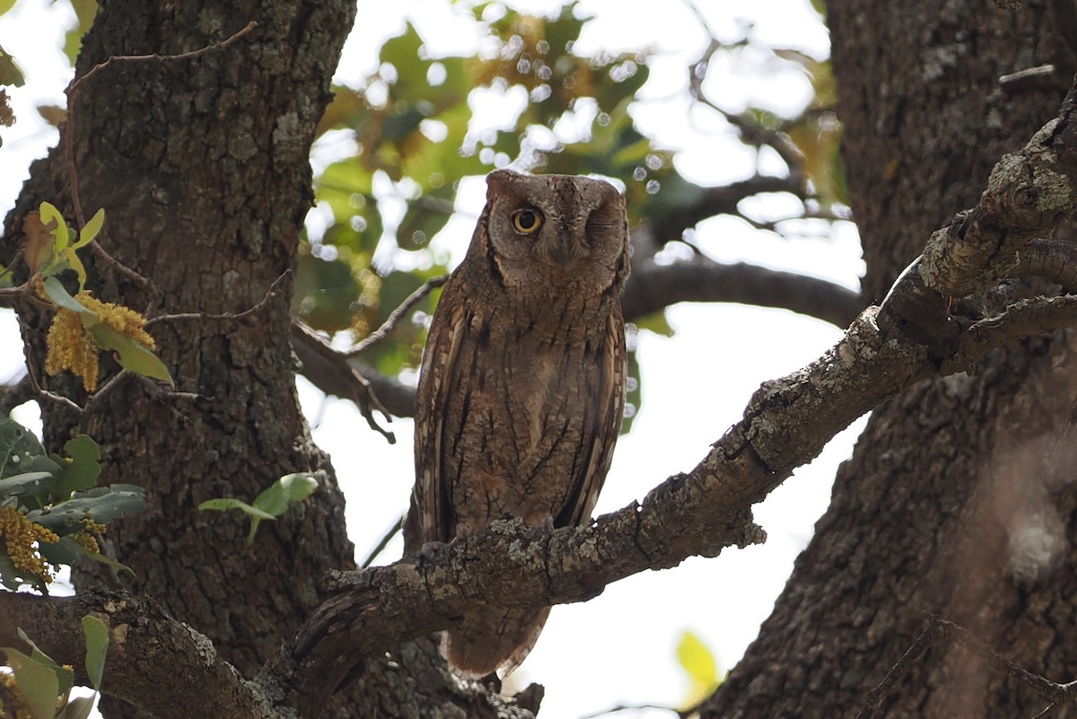 Petit-duc scops - ML620247779