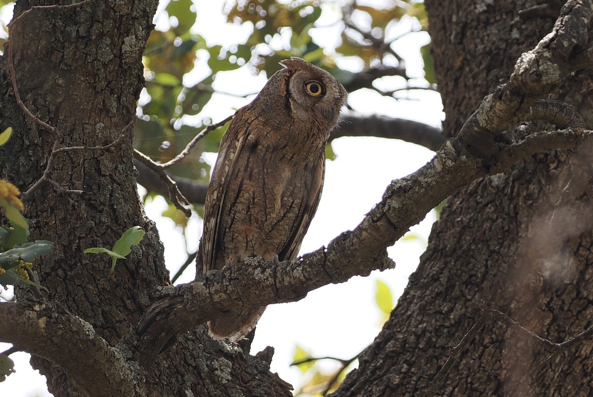 Petit-duc scops - ML620247780