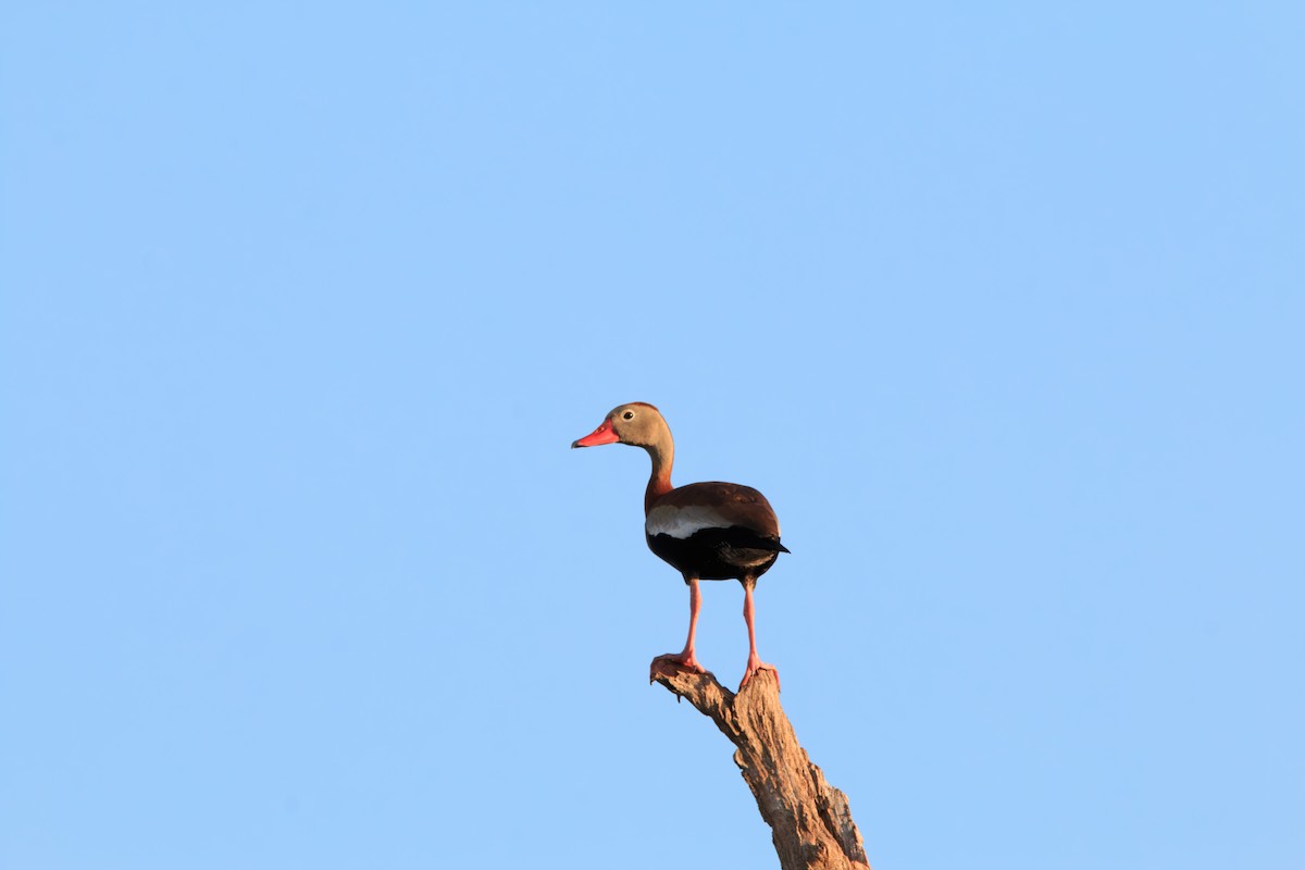 Dendrocygne à ventre noir - ML620247781