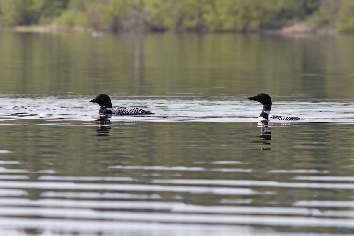 Plongeon huard - ML620247784