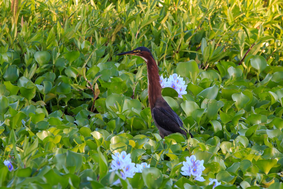 Green Heron - Enrique Ramon