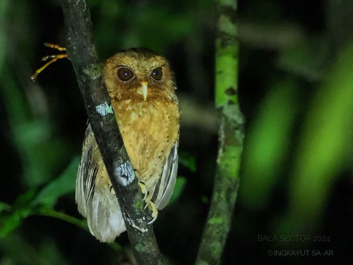 Reddish Scops-Owl - ML620247796