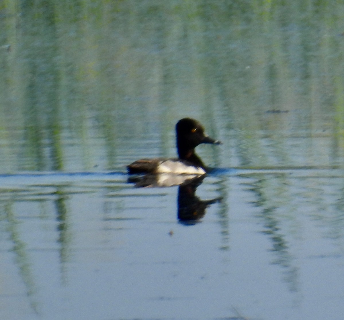Ring-necked Duck - ML620247797