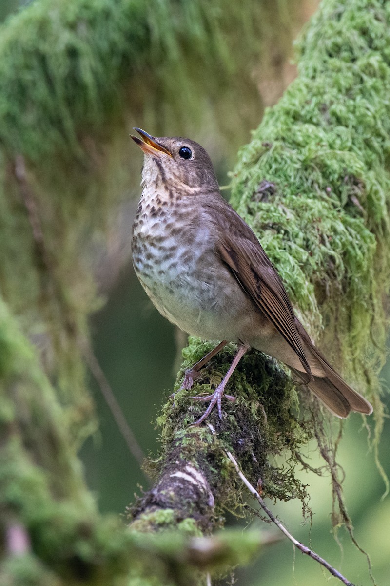 Swainson's Thrush - ML620247809