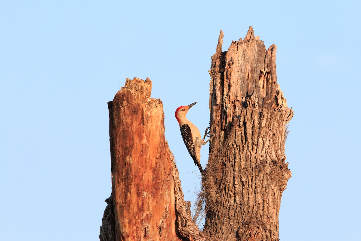 Red-bellied Woodpecker - ML620247810