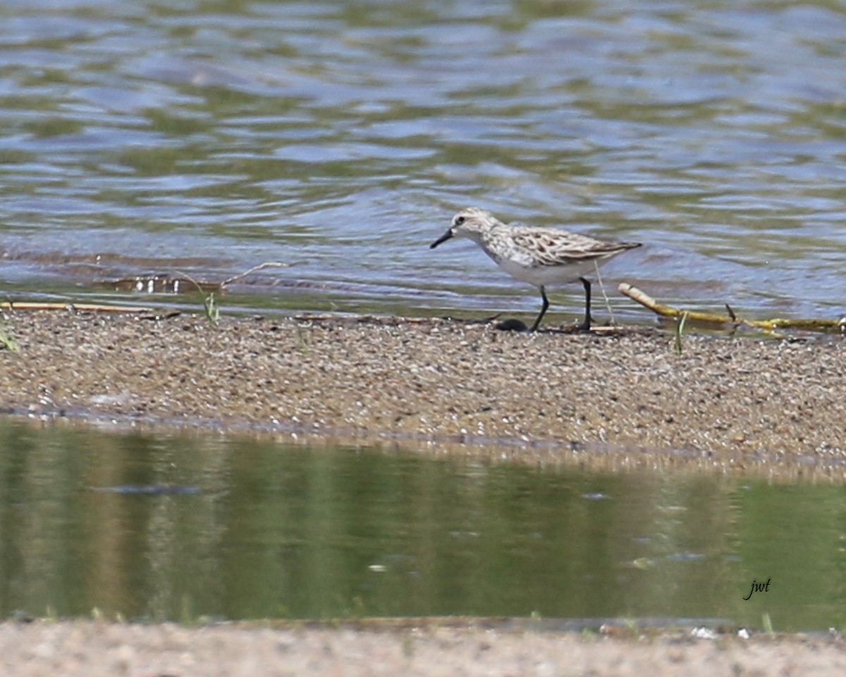 Sanderling - ML620247812