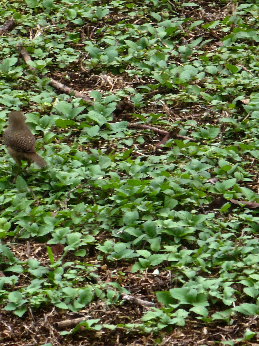 Chochín Criollo (grupo musculus) - ML620247816