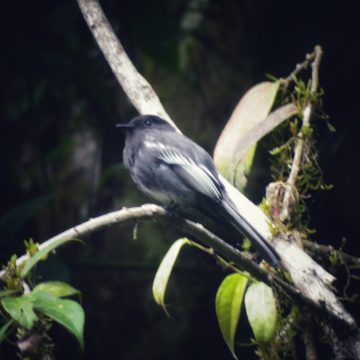 Black Phoebe - ML620247820