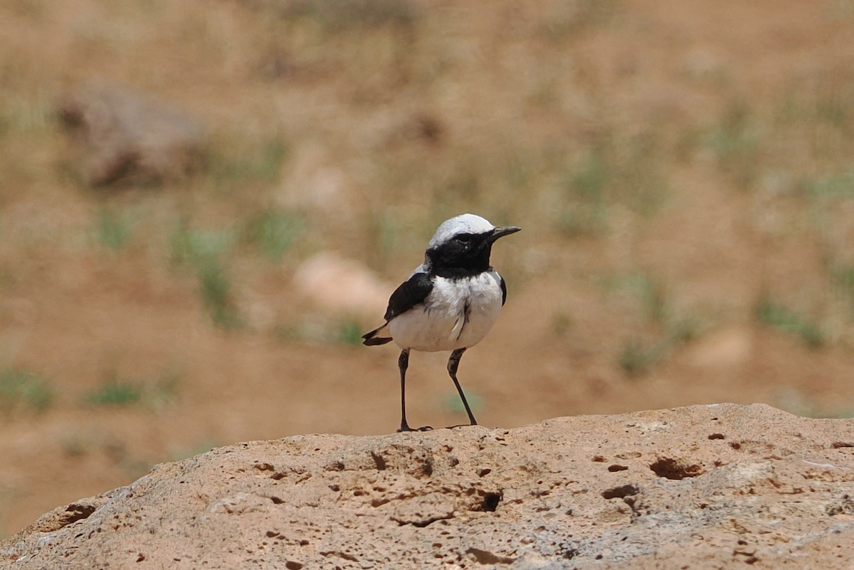 Atlas Wheatear - george parker