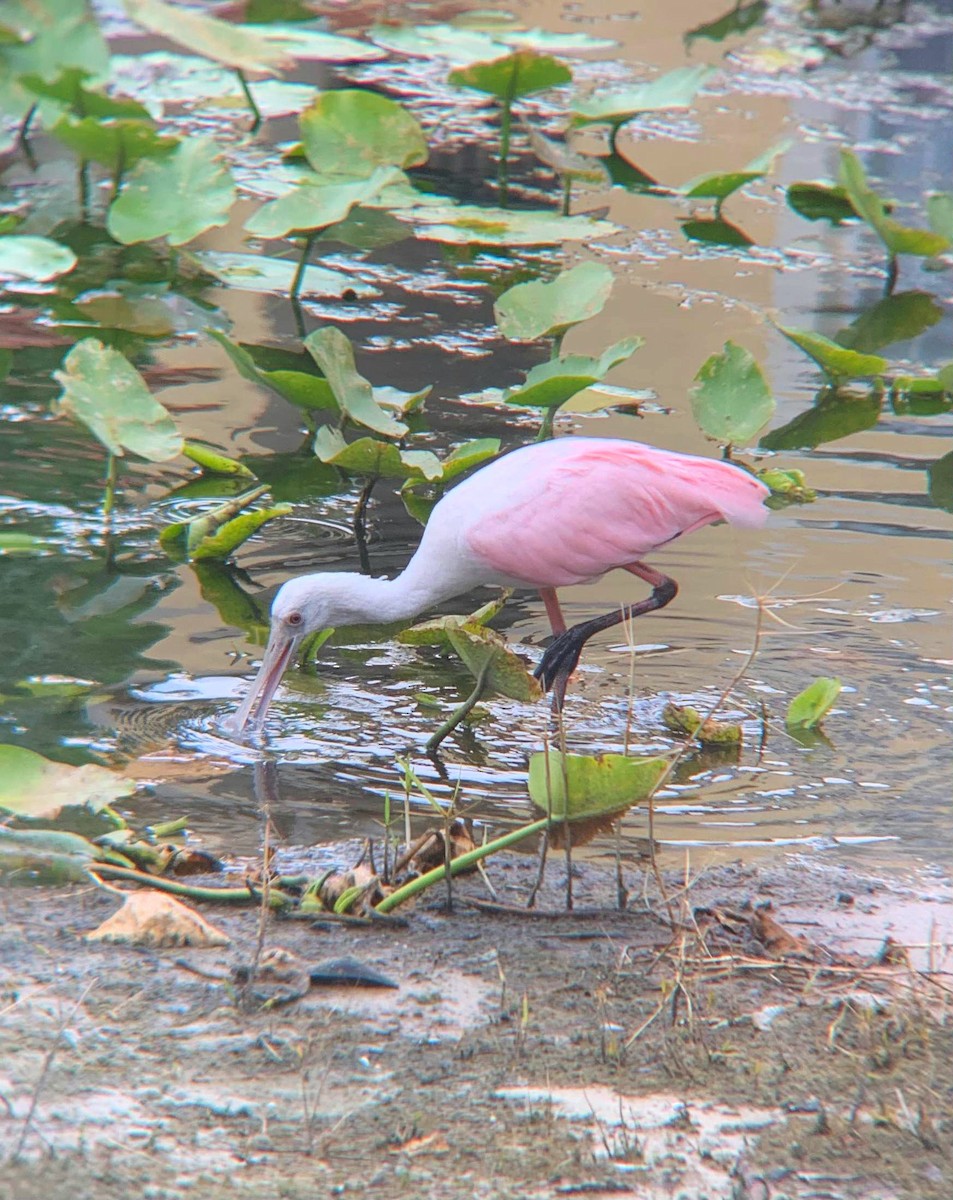 Roseate Spoonbill - ML620247823