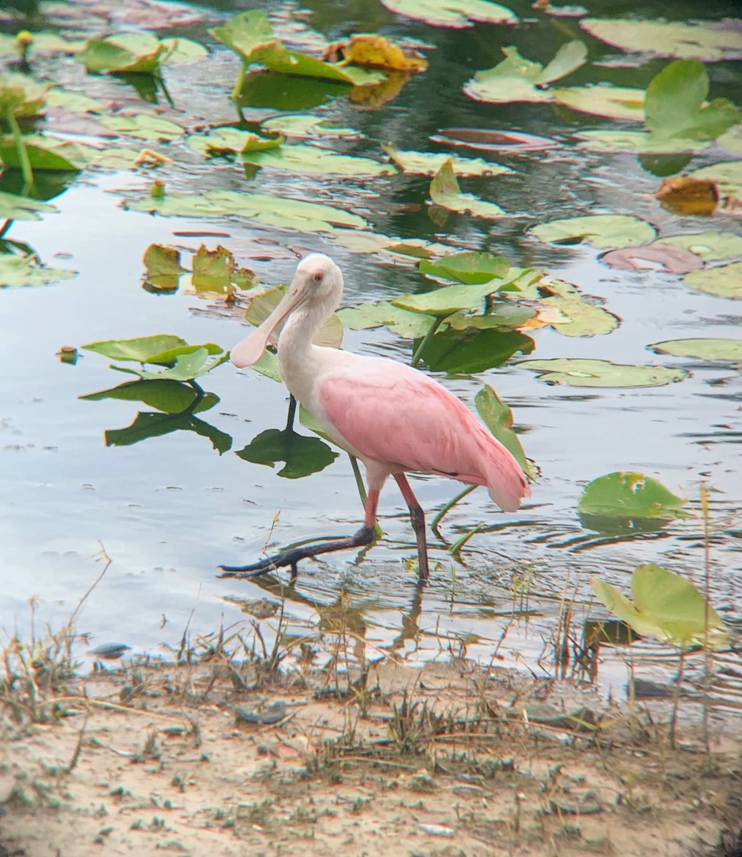 Roseate Spoonbill - ML620247824