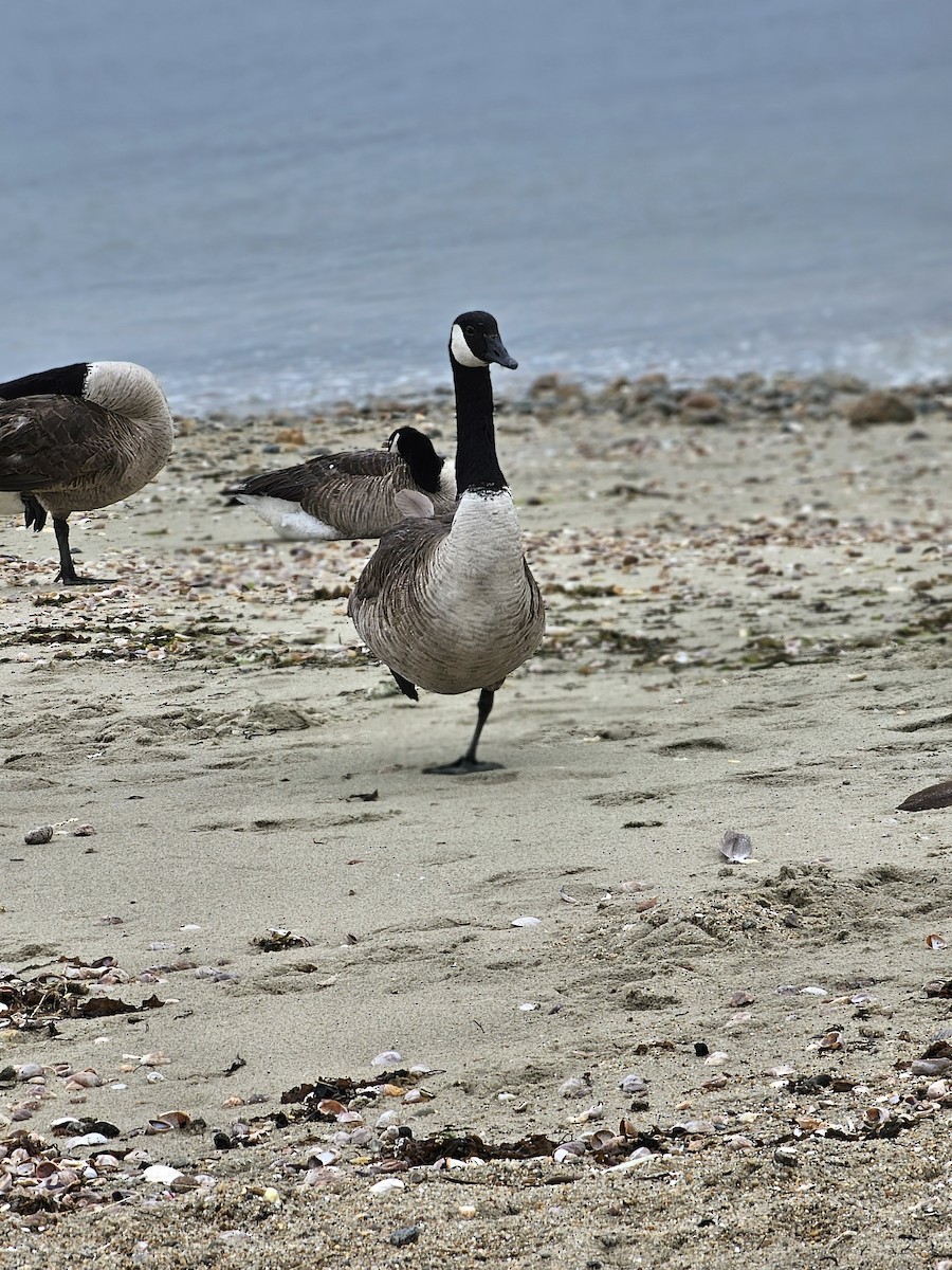 Canada Goose - ML620247838