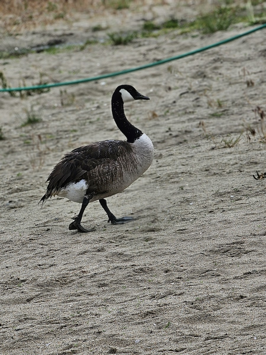 Canada Goose - ML620247840