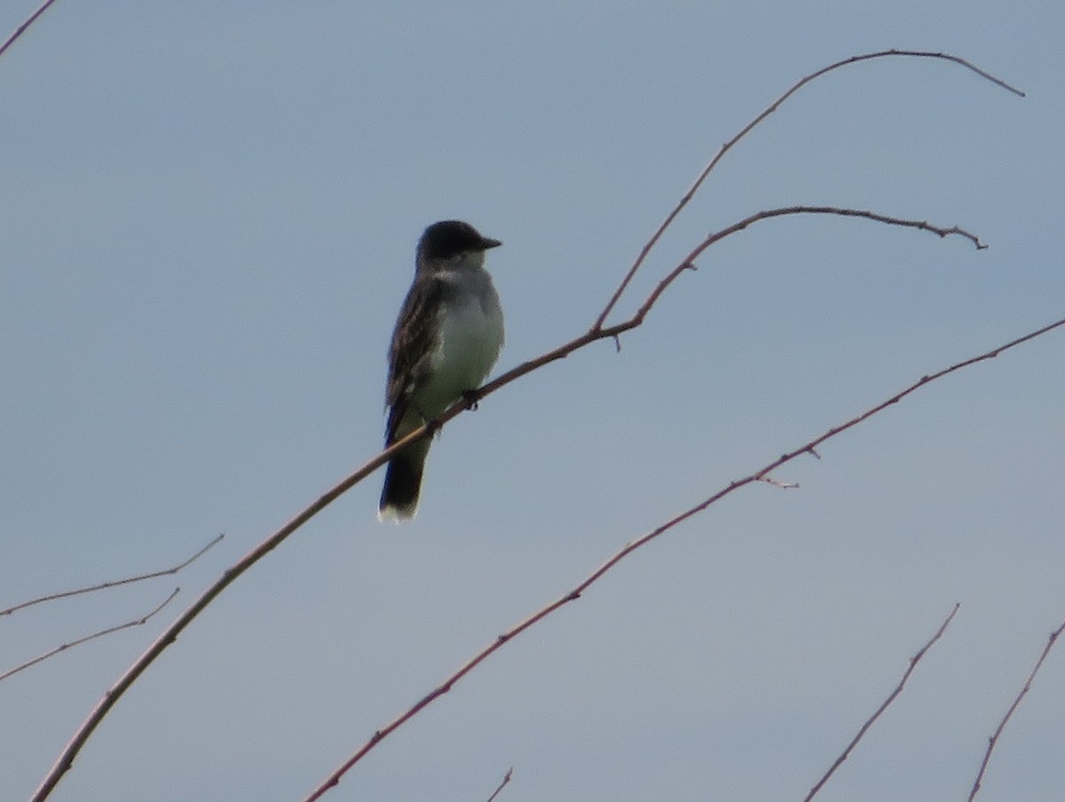 Eastern Kingbird - ML620247848