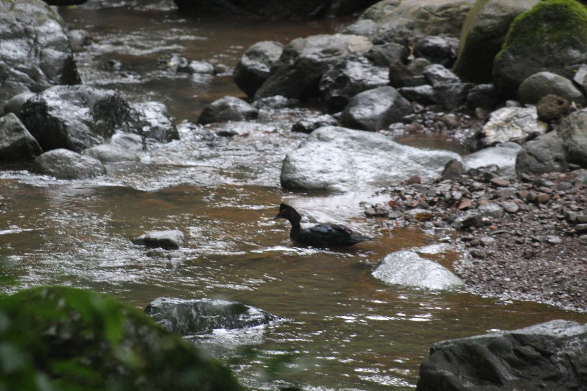 Muscovy Duck - ML620247851