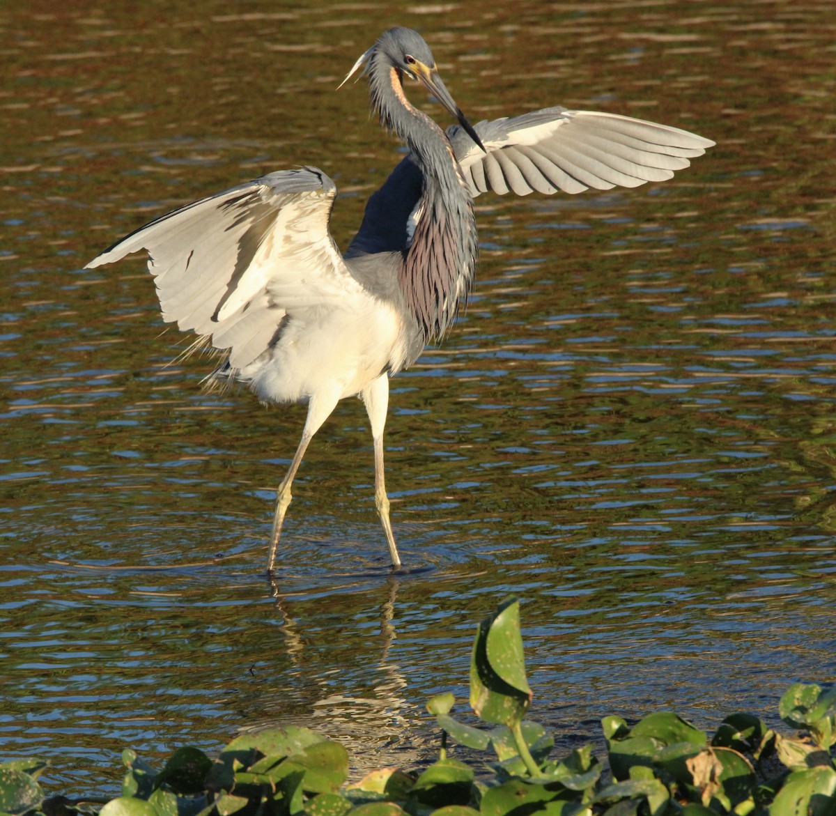 Tricolored Heron - ML620247854