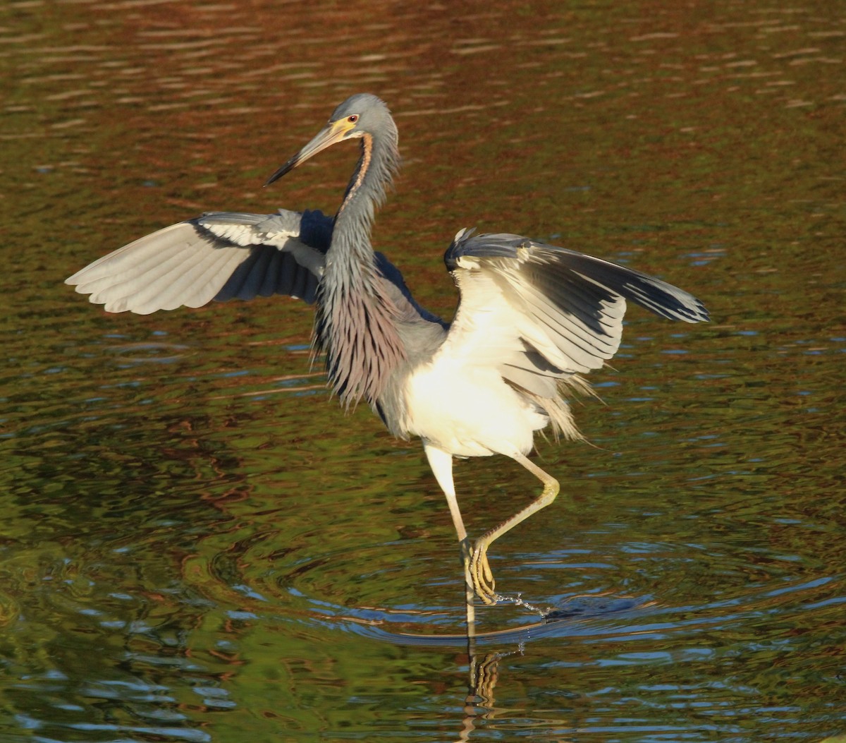 Tricolored Heron - ML620247856