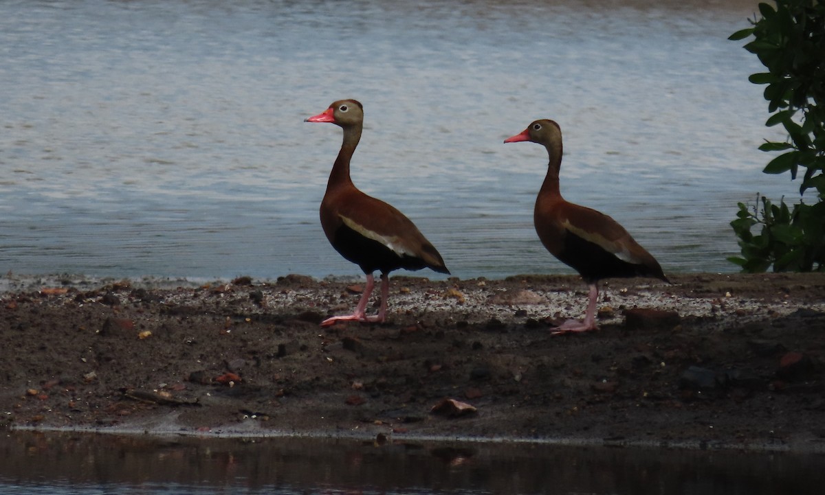 Black-bellied Whistling-Duck - ML620247858