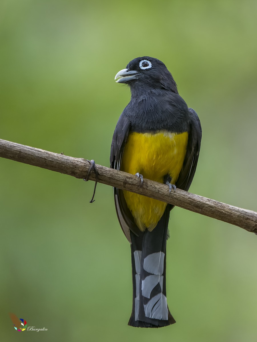 Black-headed Trogon - ML620247875