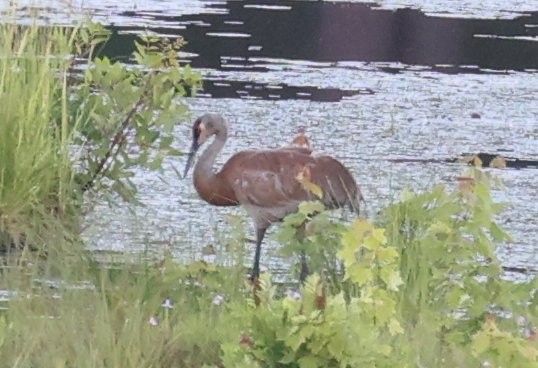 Sandhill Crane - ML620247877