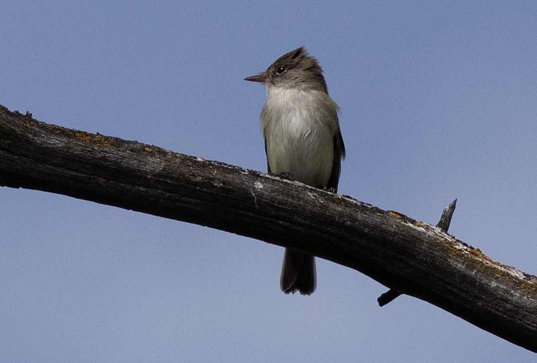 Willow Flycatcher - ML620247886