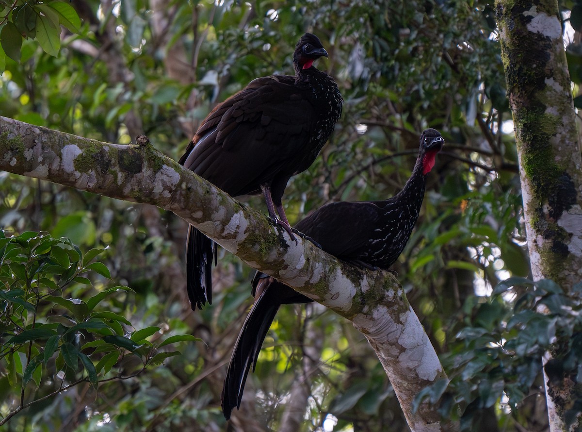 Crested Guan - ML620247889