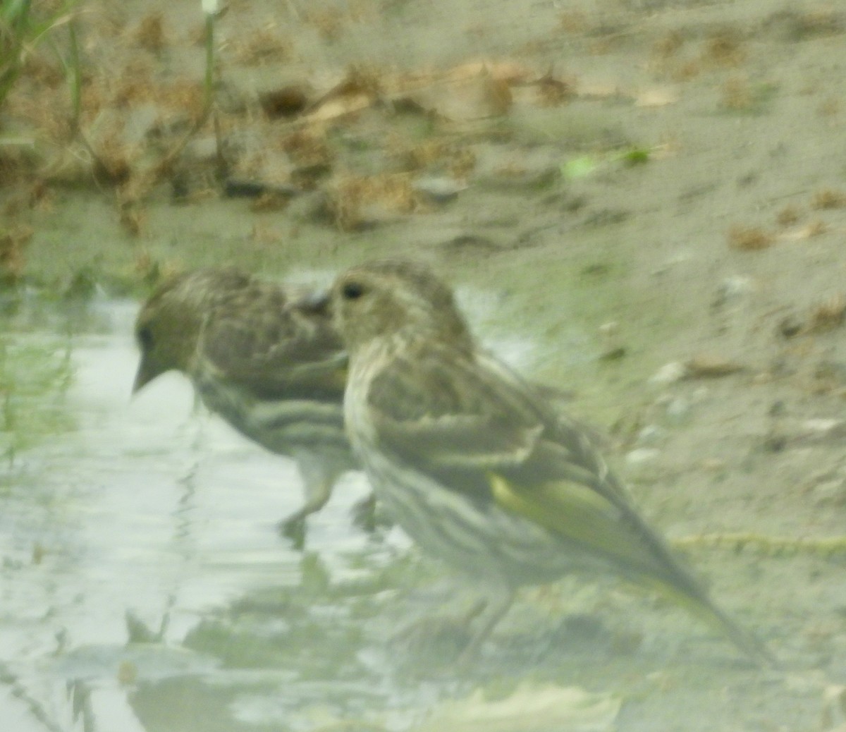 Pine Siskin - ML620247894