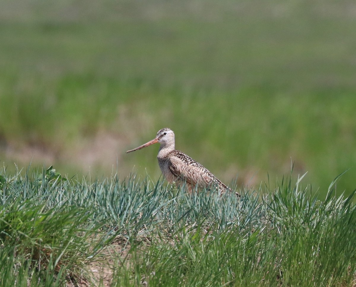 Marbled Godwit - ML620247898