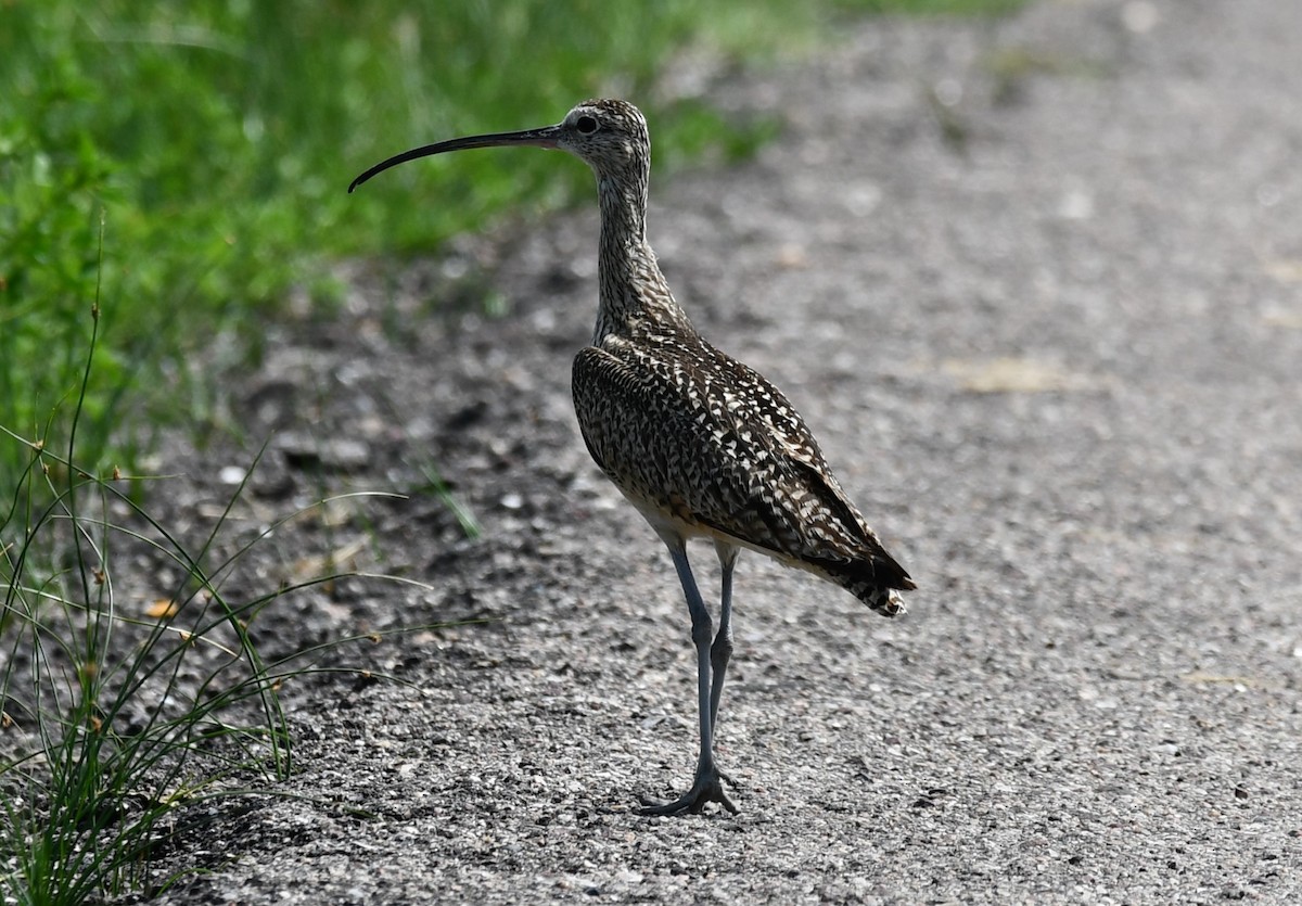 Long-billed Curlew - ML620247901
