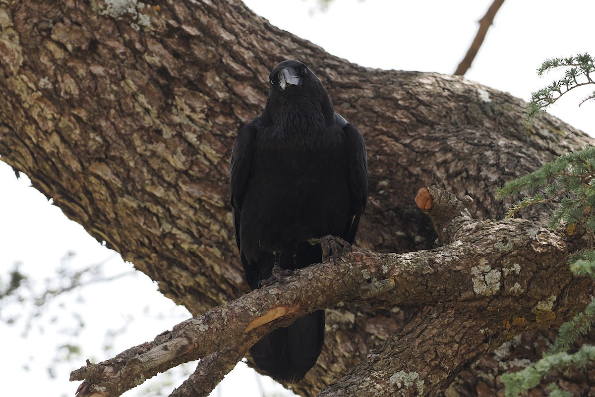 Common Raven - ML620247903