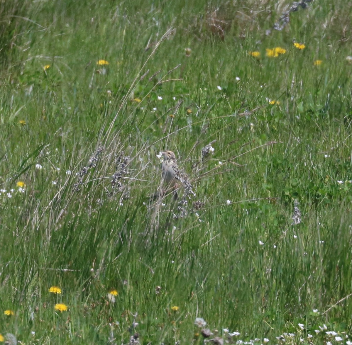 Baird's Sparrow - ML620247917