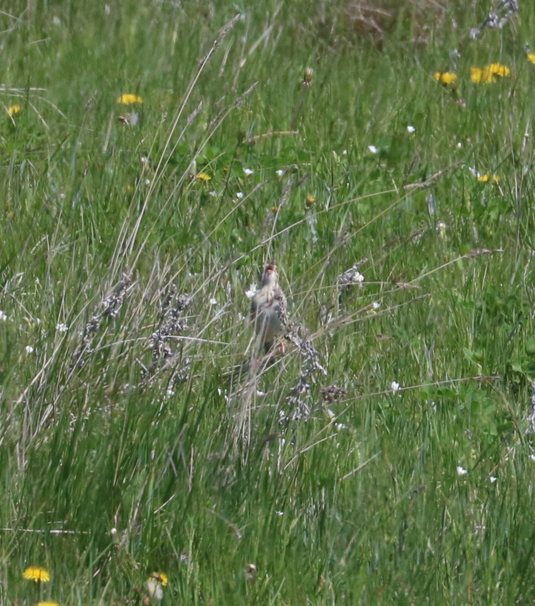 Baird's Sparrow - ML620247918