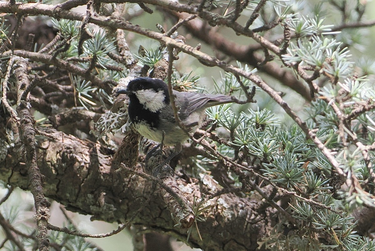 Coal Tit - ML620247920