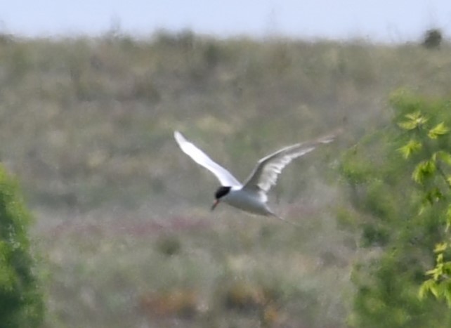 Forster's Tern - ML620247922