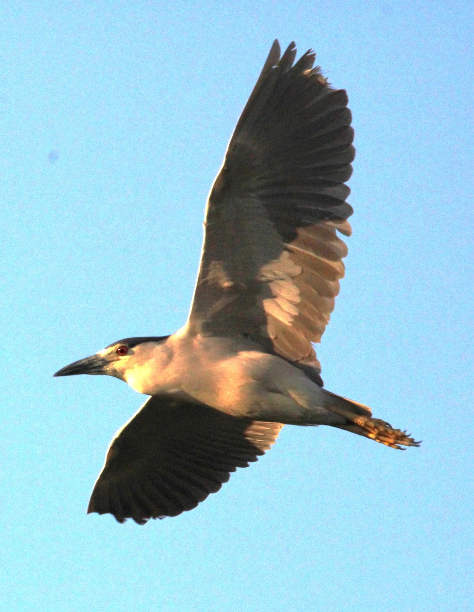 Black-crowned Night Heron - ML620247925