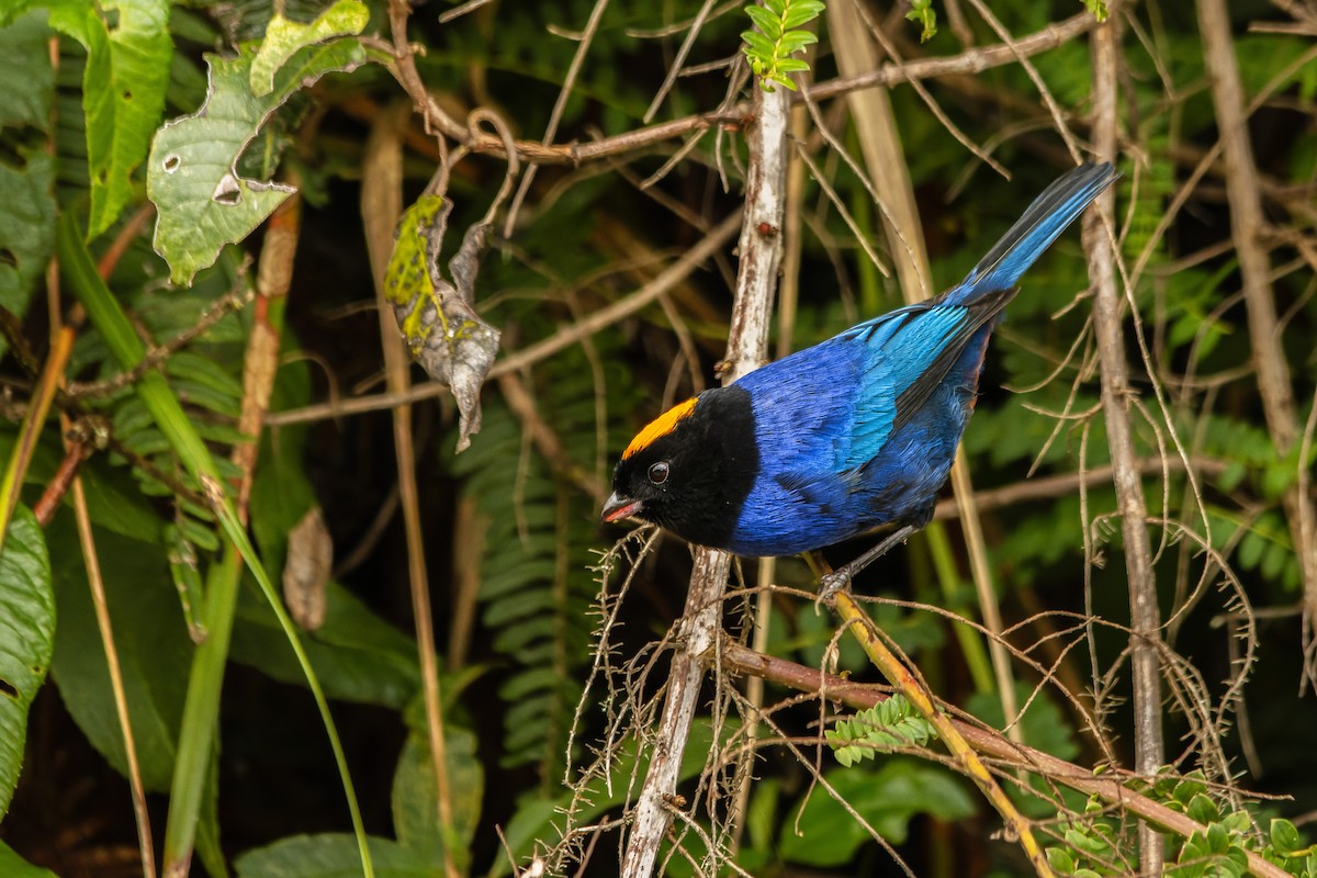 Golden-crowned Tanager - ML620247926