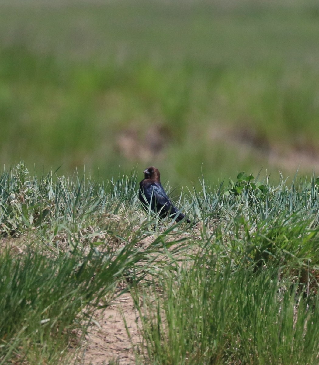 Brown-headed Cowbird - ML620247927