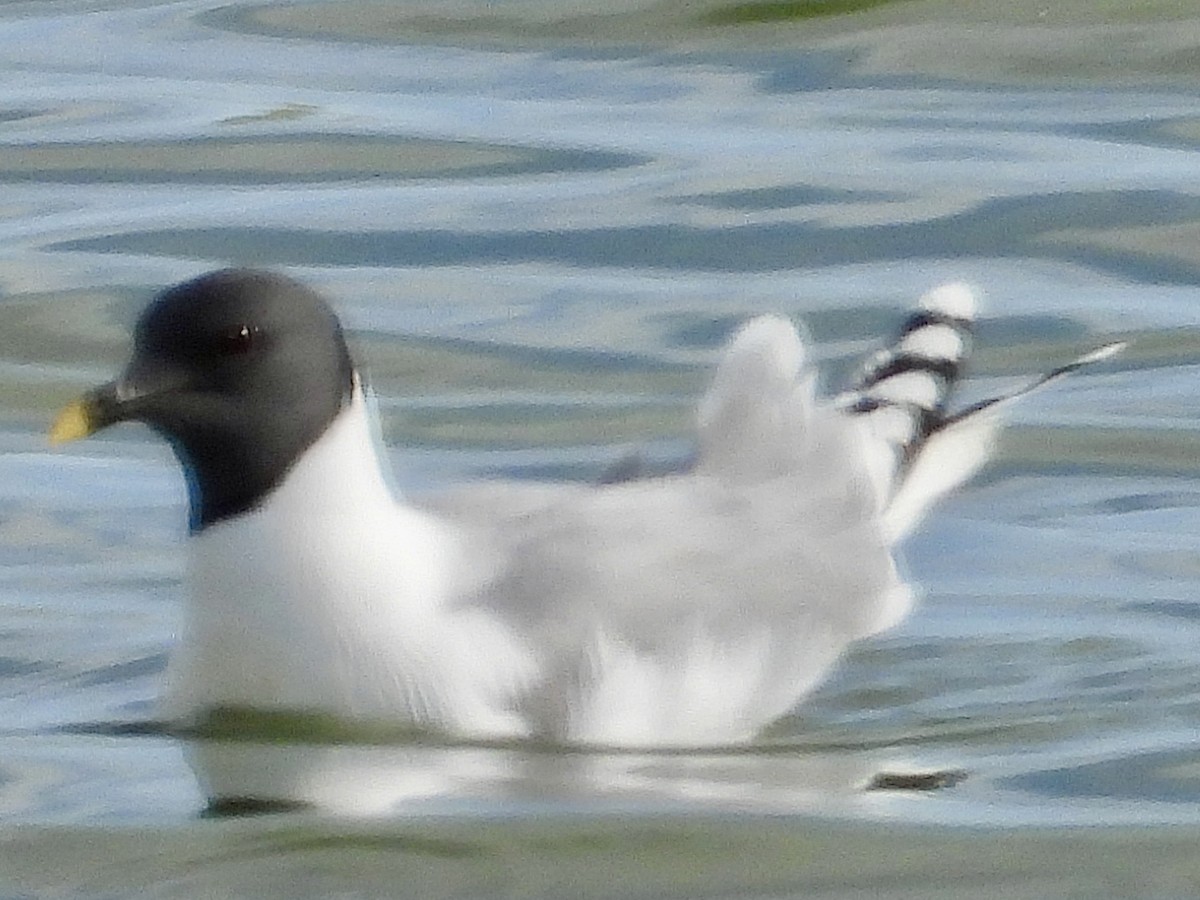 Mouette de Sabine - ML620247930