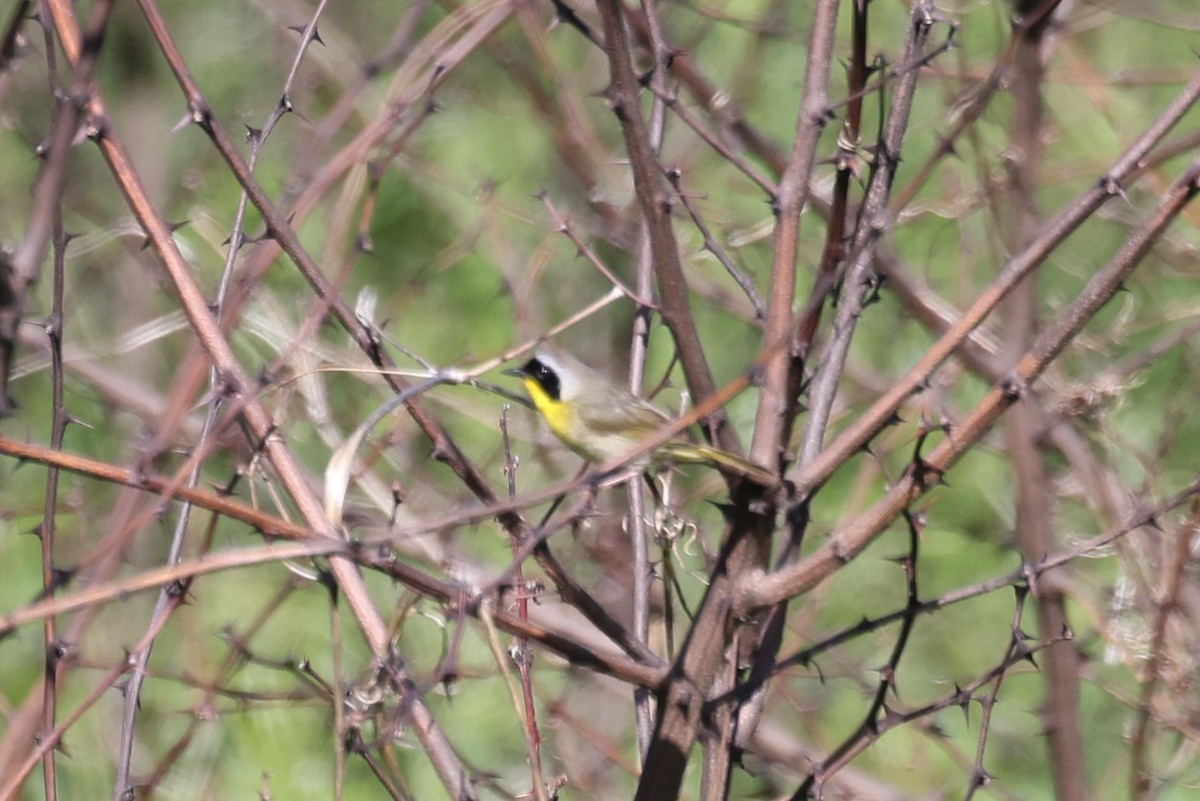 Common Yellowthroat - ML620247934