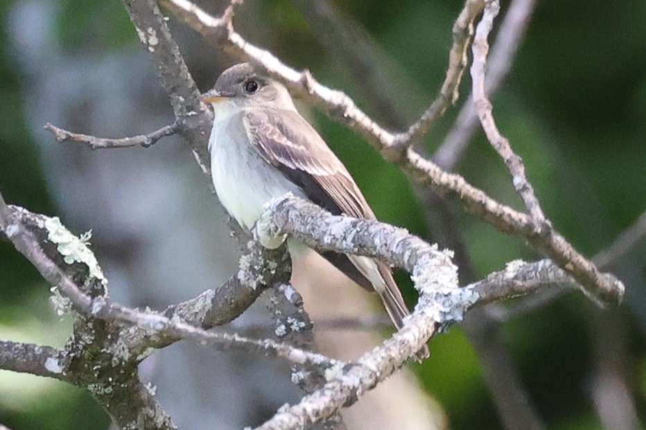 Least Flycatcher - ML620247940