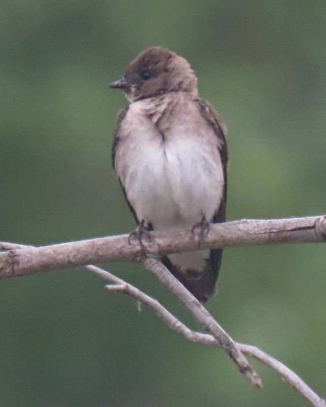 Northern Rough-winged Swallow - ML620247951