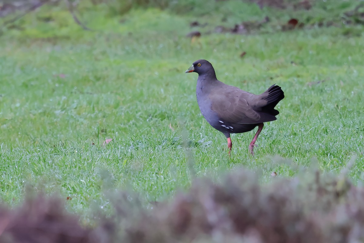 Black-tailed Nativehen - ML620247959