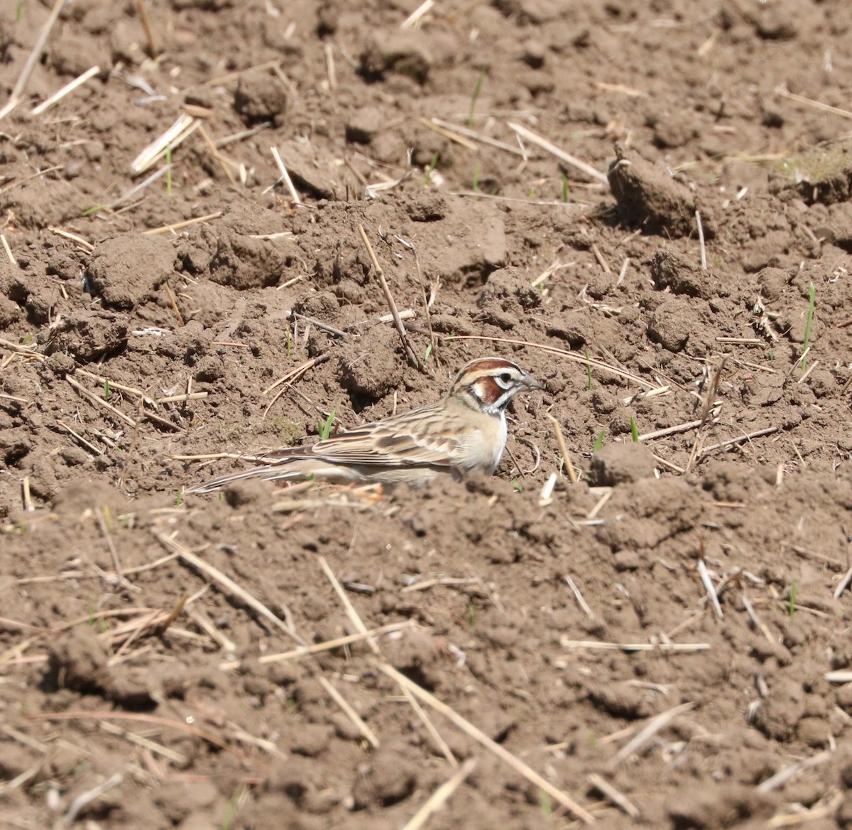 Lark Sparrow - ML620247960