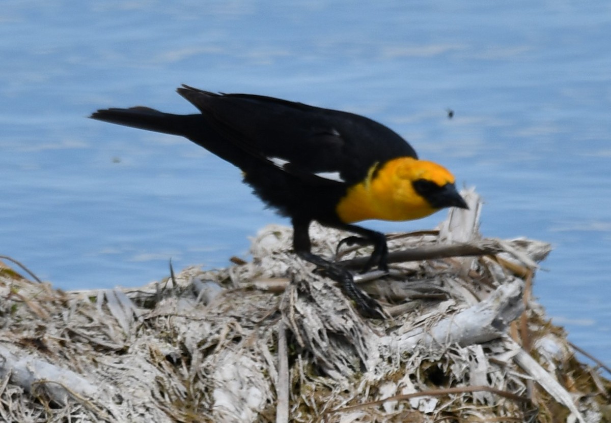 Yellow-headed Blackbird - ML620247962