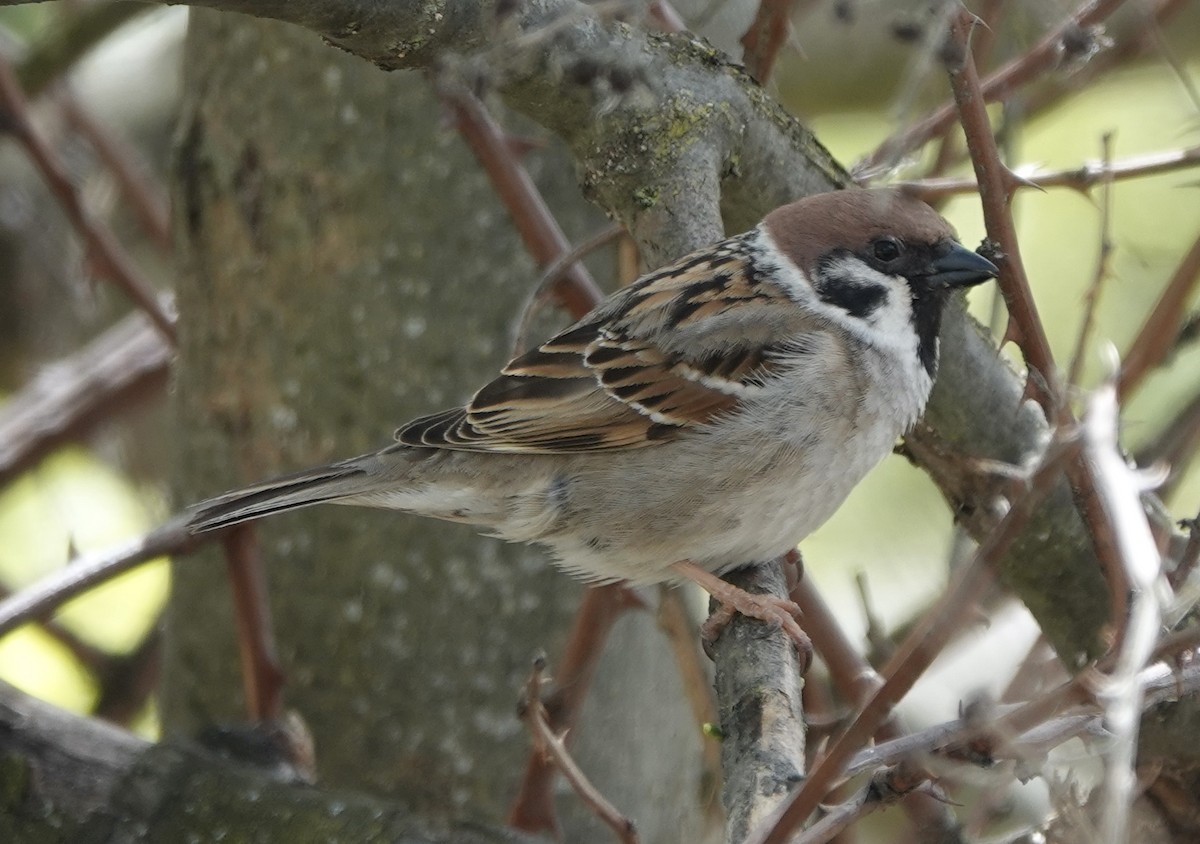 Eurasian Tree Sparrow - ML620247963