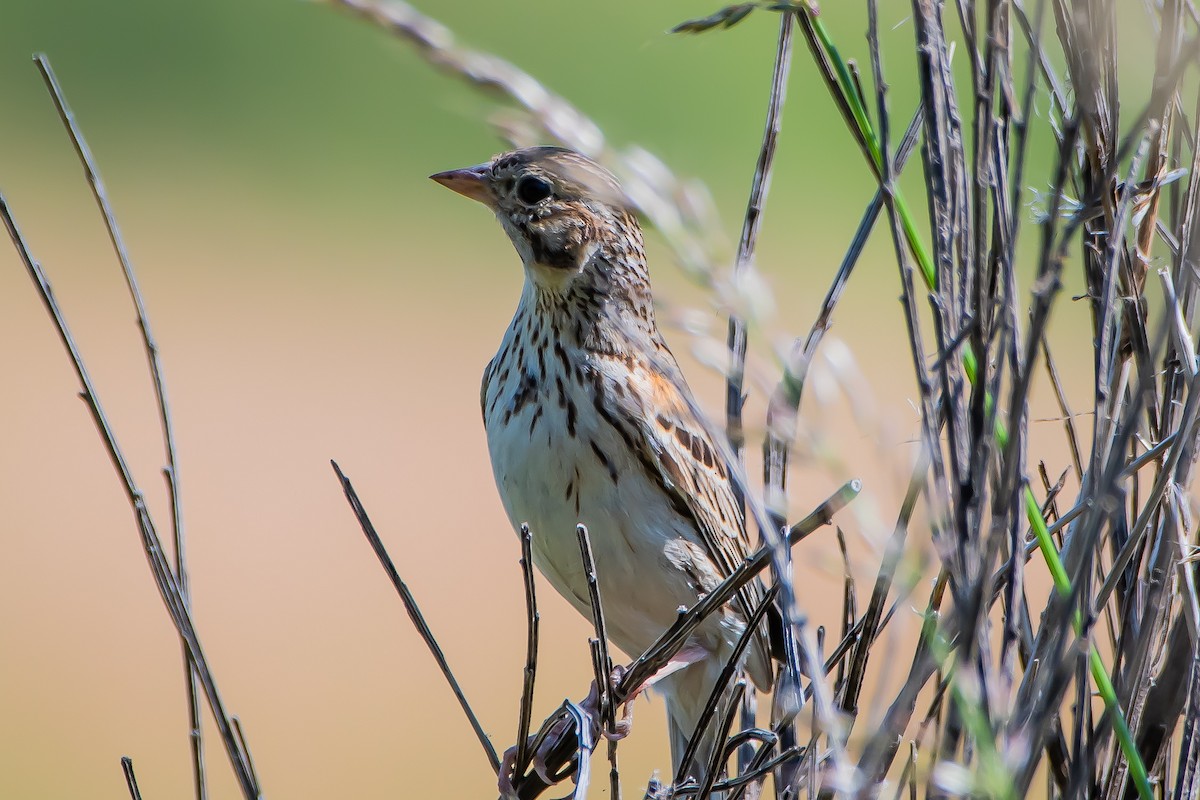 Vesper Sparrow - ML620247964