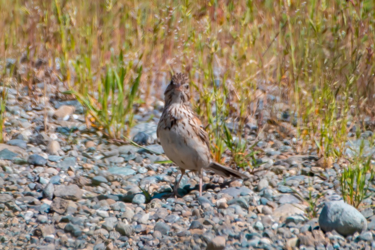 Vesper Sparrow - ML620247966